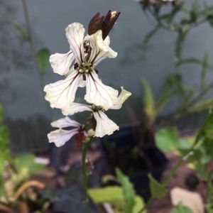 😻Arugula: SEEDS